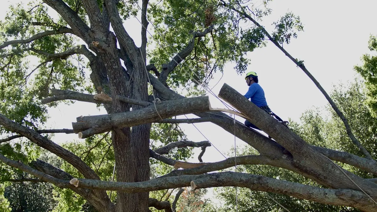 Professional Crown Thinning performed by certified arborists in Vicco